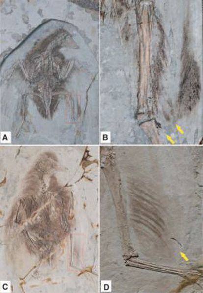 Fósiles de pájaros de cuatro alas.