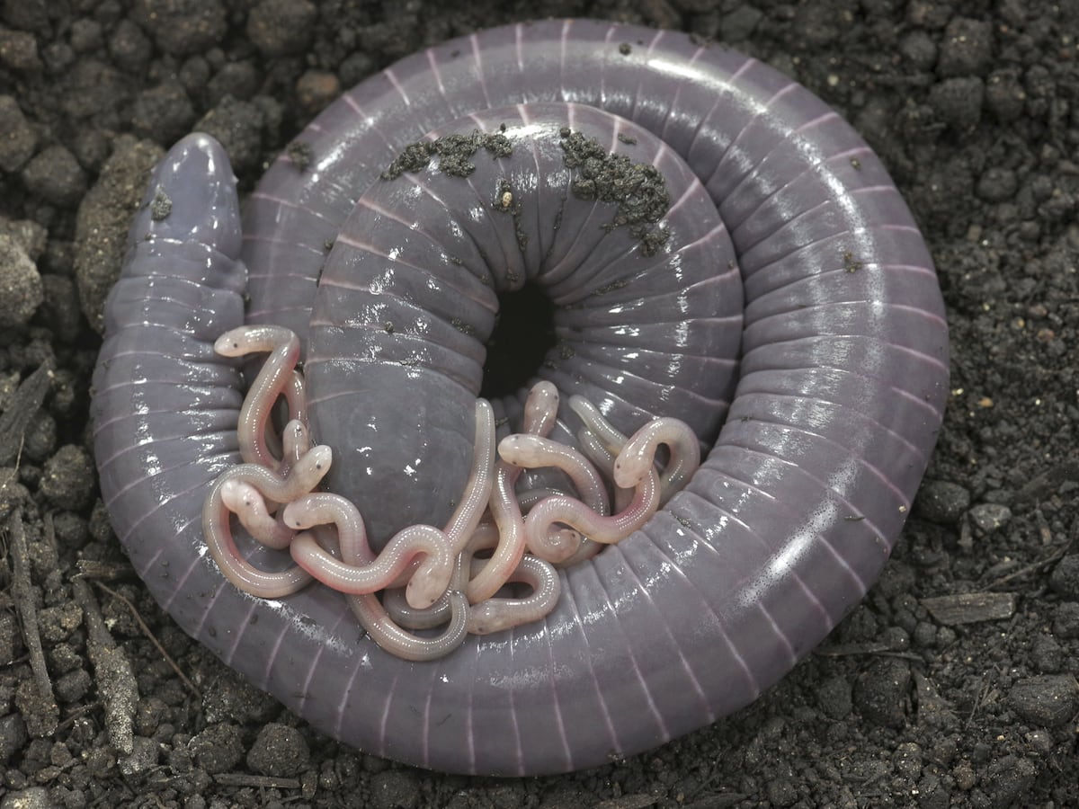 Descubierto un anfibio que cuida sus huevos y da de mamar a las crías | Ciencia