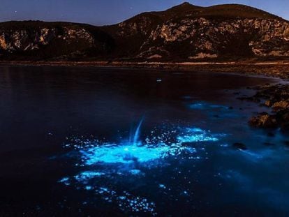 Brillo en la costa noroeste de Tasmania, el pasado lunes.