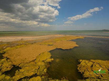 Una de las zonas del mar Menor cubierta de algas.