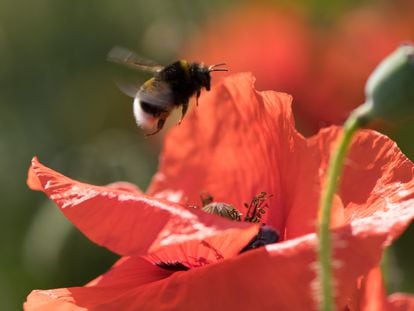 Un abejorro se posa en una flor de amapola.