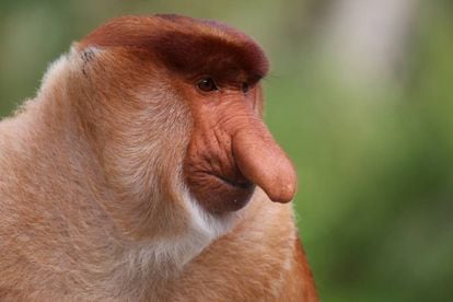 Un mono narigudo 
