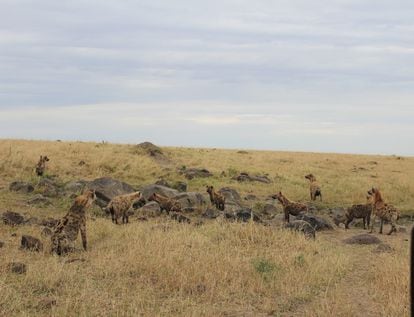 A group of hyenas from the 'Waffles' clan, in Kenya.