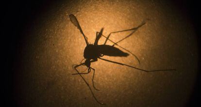 Mosquito 'Aedes aegypti', causante del zika.