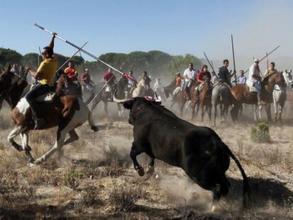 El toro de la Vega, que ha muerto de varias lanzadas, es una tradición duramente criticada por los ecologistas