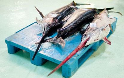 Tres ejemplares de pez espada en la subasta de pescado de la lonja de A Coru&ntilde;a. 