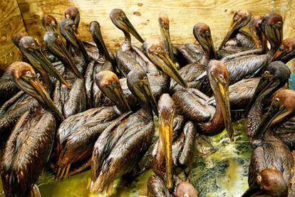 Pelícanos manchados de crudo, en Luisiana, por culpa del vertido en el golfo de México.