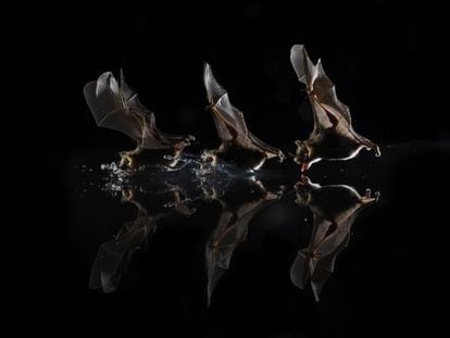 Secuencia fotográfica de un murciélago bebiendo agua en una charca durante la noche.