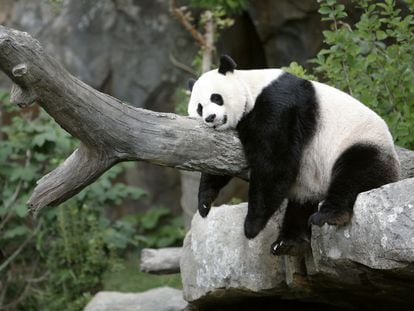 La osa panda Mei Xiang en su recinto en el Zoo Nacional de Washington.