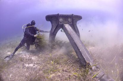 Un submarinista comprueba los daños causados por un ancla en posidonias de Ses Salines.