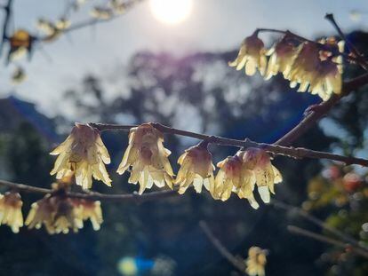 Macasar lleno de sus aromáticas campanillas en el Real Jardín Botánico de Madrid.