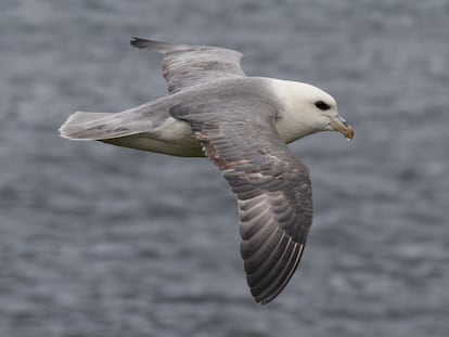 Un fulmar norteño volando.