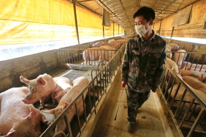Un trabajador de una granja de cerdos en Suining (China), en febrero.