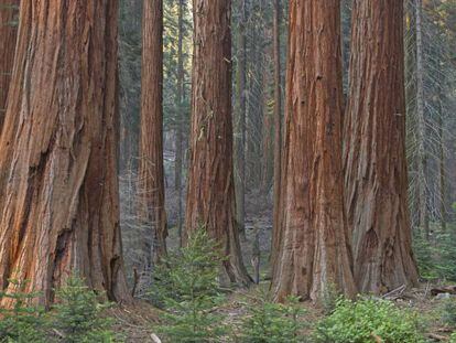 Secuoyas gigantes, en el Parque Nacional de secuoyas de California.