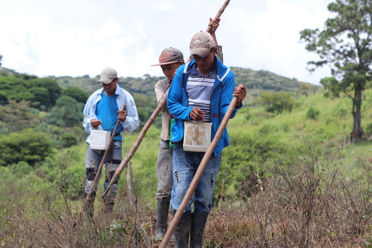 Pitaya o ajonjolí: el Corredor Seco hondureño, laboratorio de resistencia a los caprichos del clima 