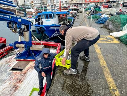 Descarga de pescado este martes en el puerto de O'Grove, Pontevedra.