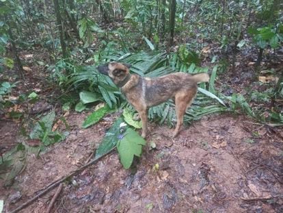 Wilson durante un operativo en busca de los menores en las selvas entre Guaviare y Caquetá.