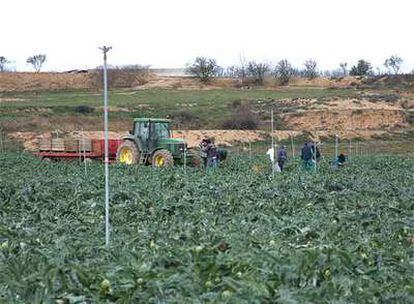 Jornaleros portugueses en una plantación agrícola en los alrededores de Tudela (Navarra).