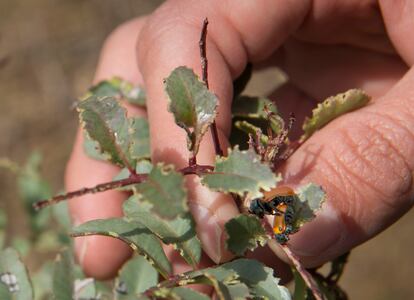 Dos mariquitas en uno de los árboles del proyecto Olivares Vivos, en Jaén.