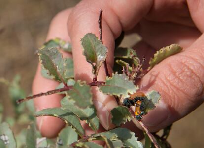 Dos mariquitas en uno de los árboles del proyecto Olivares Vivos, en Jaén. 