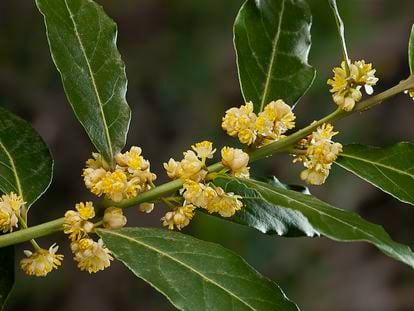 Una rama de laurel macho con sus inflorescencias masculinas.