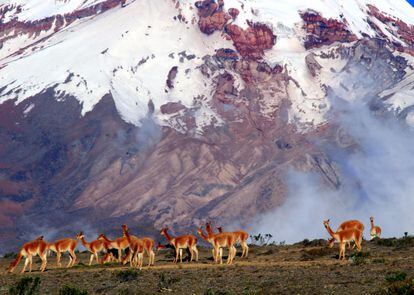 Vicuñas en las estribaciones del volcán Chimborazo, la montaña más alta de Ecuador.