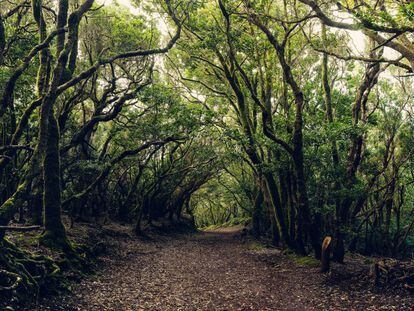 El denso bosque de laurisilva de Anaga, Tenerife.