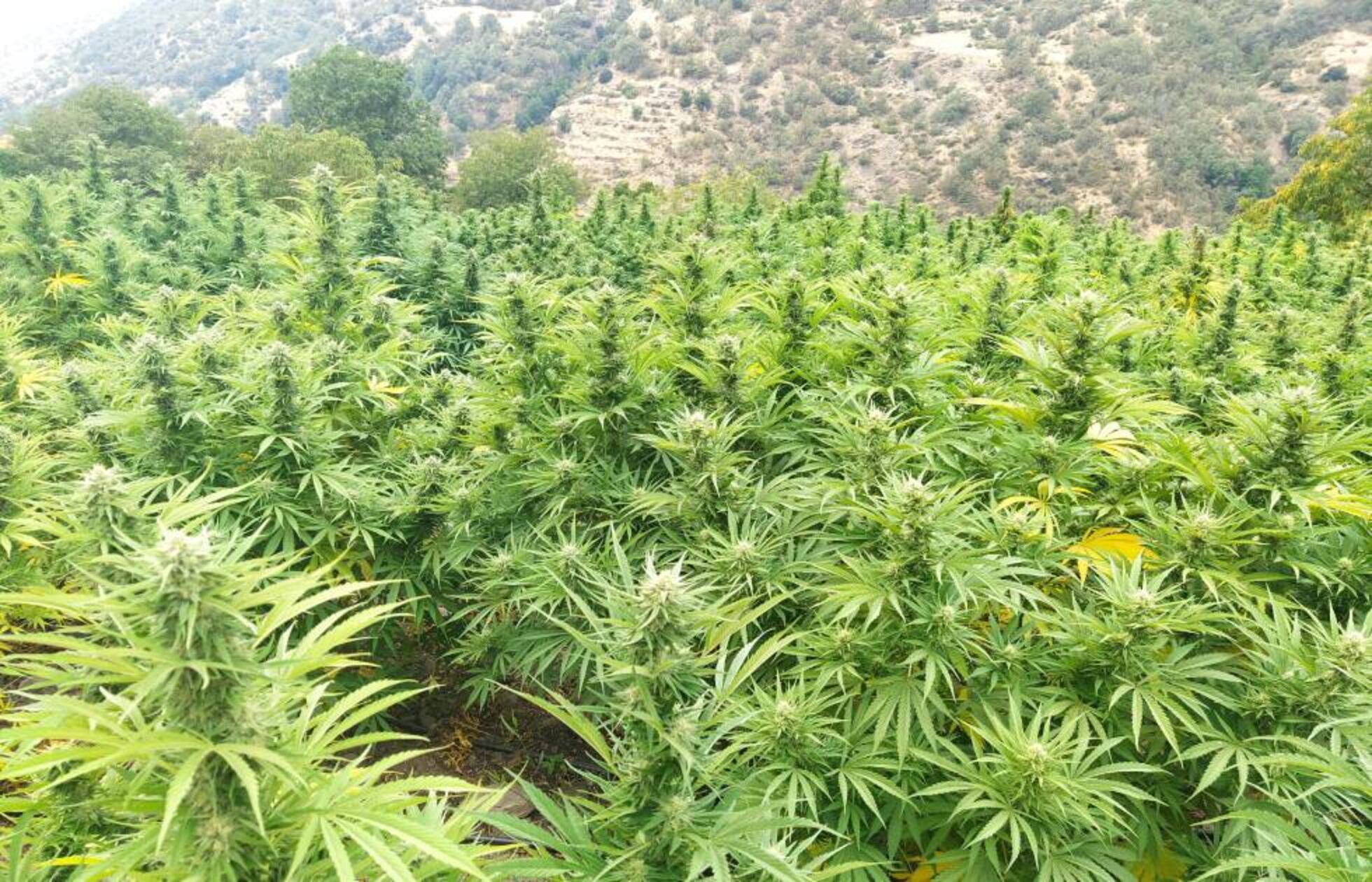 SIEMBRA LEGAL DE MARIHUANA EN COMUNIDADES DE OAXACA
