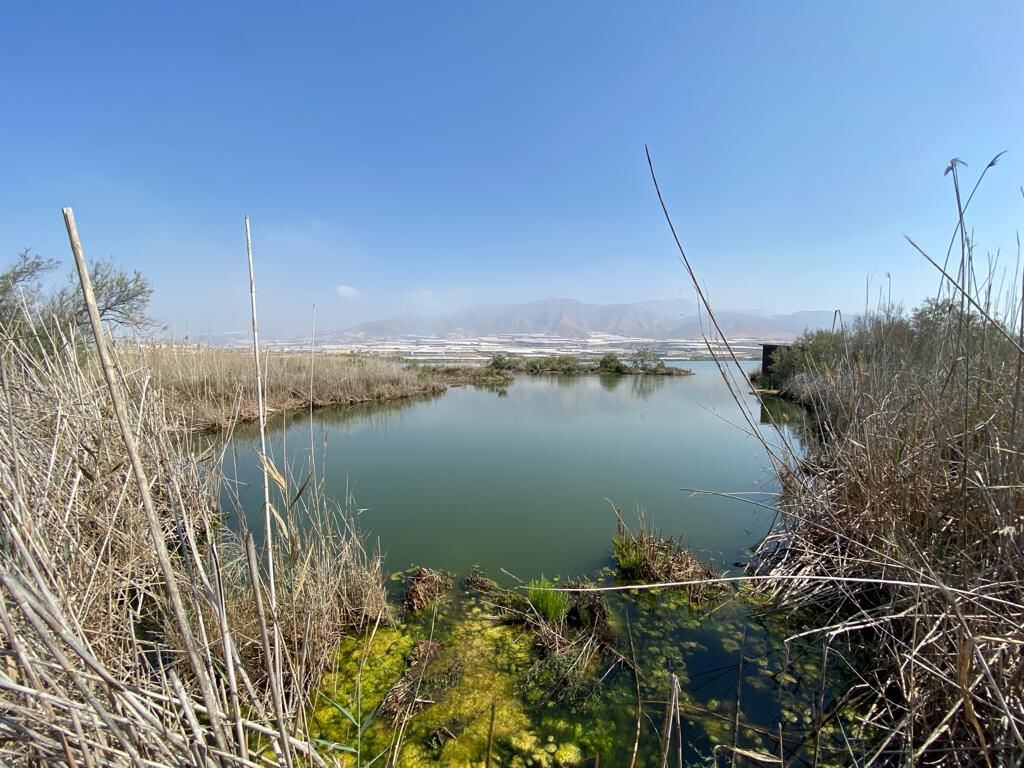 Extremo de la laguna Nueva de las albuferas, donde se puede observar la degradación del carrizal por la salinidad del agua. 