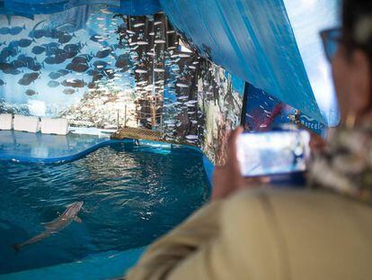 Delfines en el zoo de Barcelona.