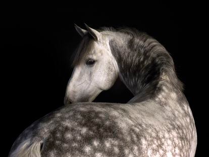 Gonnord también realizó una serie de retratos a caballos, como este, titulado 'Vendaval' (2014).