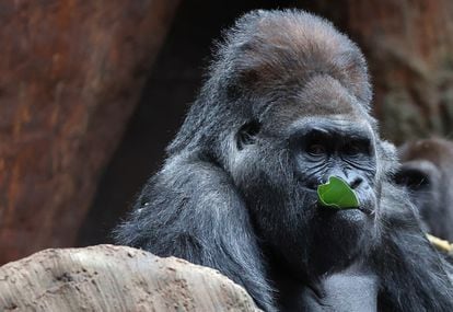Un gorila de 51 años en el zoológico de Toronto (Canadá).