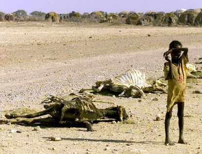 Abril de 2000. La sequía y la guerra provocan la muerte del ganado y hambre entre la población etíope; en la foto un niño con signos de desnutrición junto a varios animales muertos, en las cercanías de la localidad de Danan.