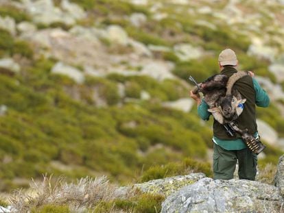 Un cazador porta una cabeza de cabra montés en La Pedriza, en 2014.