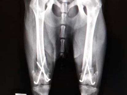Radiograf&iacute;a de las patas traseras de la perra &#039;Katalina&#039;, operada en el hospital Rof Codina de Lugo.