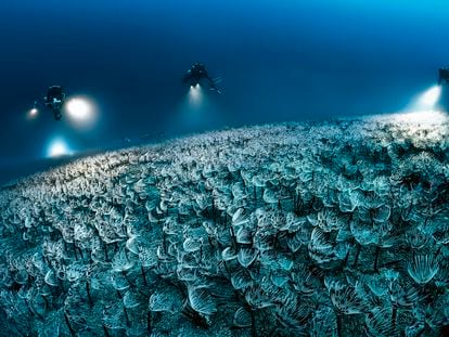 Fotografía realizada por Laurent Ballesta de un campo de gusanos de pavo real ('Sabella pavonina') en el fondo del Mediterráneo.