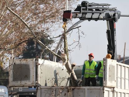 Operarios cortan un árbol frente a los Jardines de Jimena Quirós en Madrid el 22 de enero, por las obras de ampliación de la Línea 11 de metro.