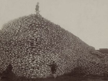 Las sobreexplotación de los recursos es uno de los factores que están acelerando la extinción. En la imagen, una montaña de cráneos de bisonte americano.