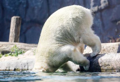 Un oso polar llamado Nanook mete la cabeza en el agua, en el zoo de  Gelsenkirchen, Alemania, este martes. 