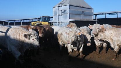 Vacas en una granja de Menasalbas (Toledo)