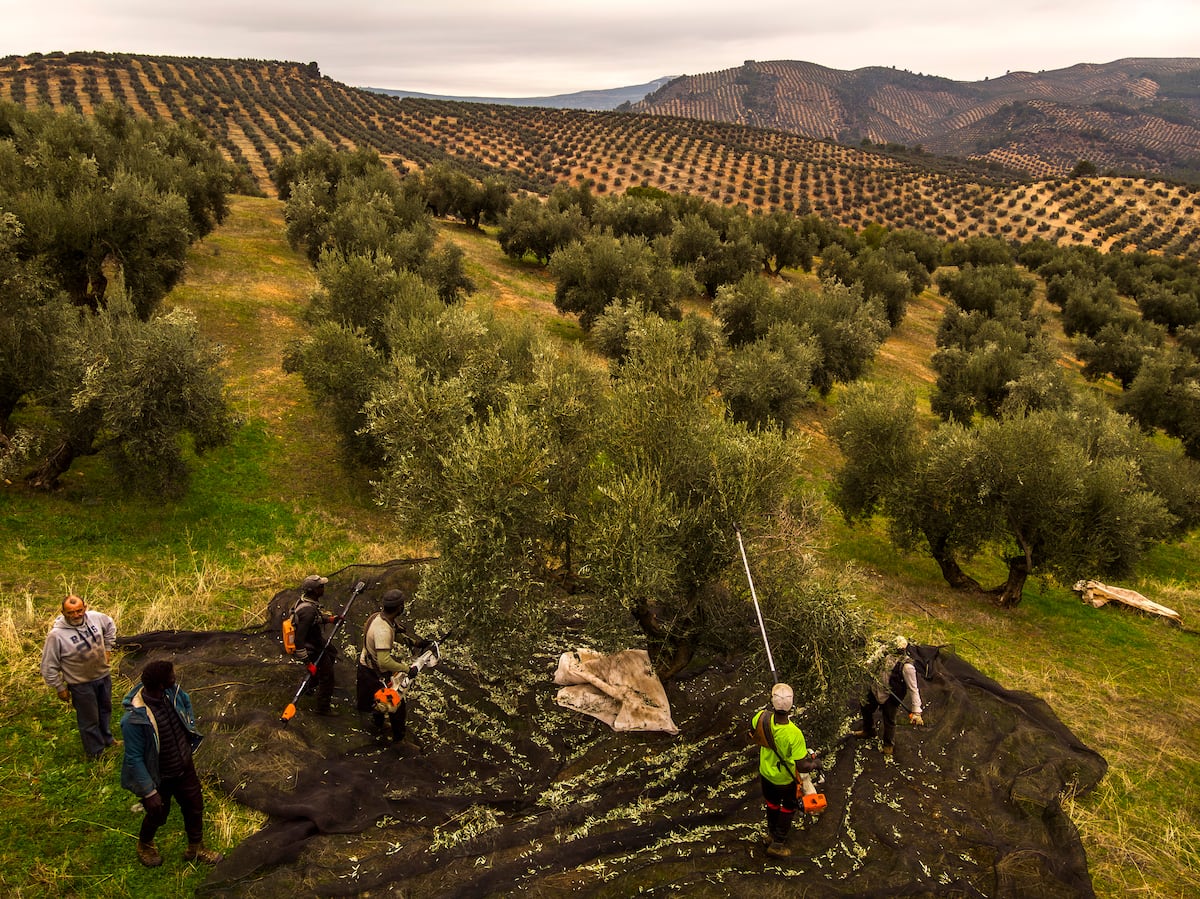 El cambio climático explicado en una botella de aceite de oliva | Clima y Medio Ambiente