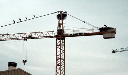 Cig&uuml;e&ntilde;as en gr&uacute;as de la construcci&oacute;n, en Balaguer, Lleida