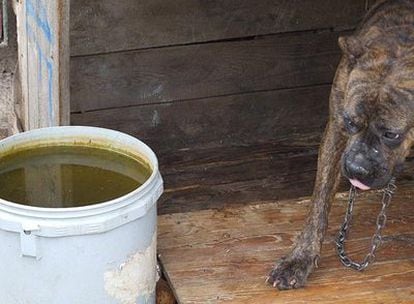 Otro ejemplar, con el agua para beber completamente verde.