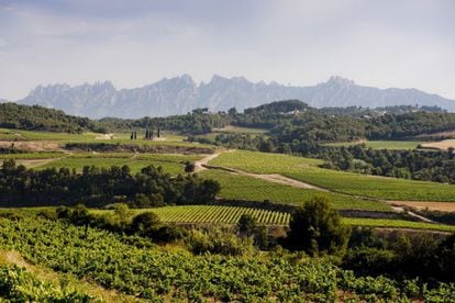 Vista de les vinyes del Penedès, amb Montserrat al fons.