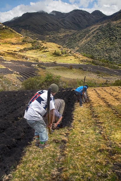 Plantar papas en terrenos inclinados, lo que permite el paso del agua de lluvia.