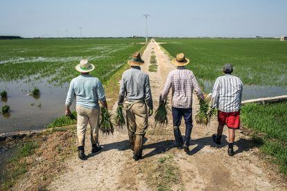 Una cuadrilla de plantadores de arroz se dirige a los campos.