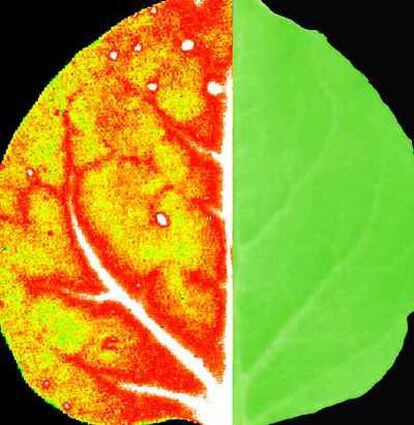 Imagen (en falsos colores) de fluorescencia roja emitida por una planta de tabaco  invadida por un virus. A simple vista, la hoja no presentaría  ningún síntoma.