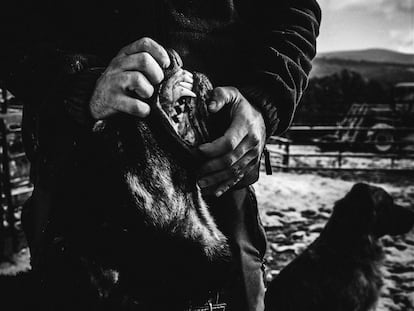 Un hombre enseña los dientes de su mastín.