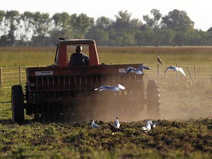 Un agricultor conduce un tractor en una plantanción de sorgo de la provincia de Buenos Aires.