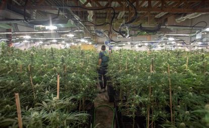 La Guardia Civil desmantela, en agosto de 2019, una plantación de marihuana en una nave que se dedicaba anteriormente al cultivo de flores.